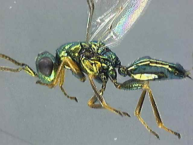 Pteromalidae 8